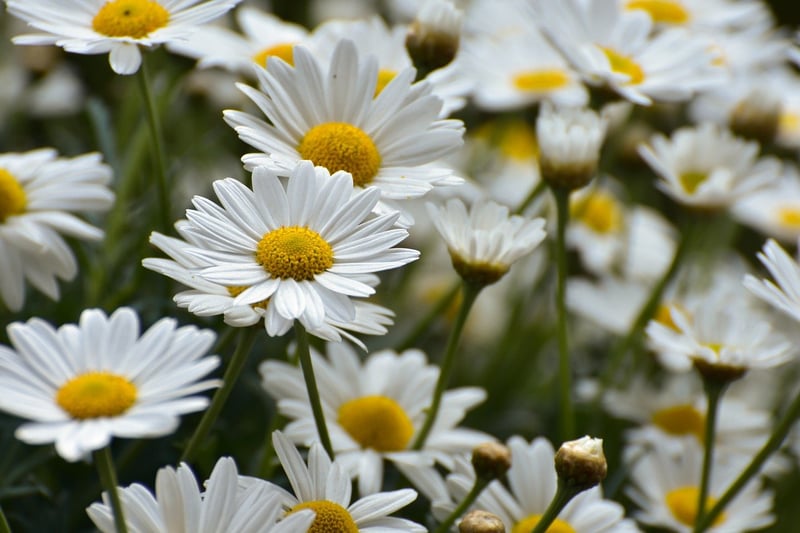 Pressed Flowers