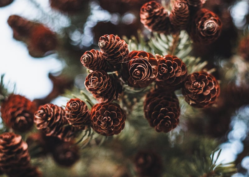 Pine Cones